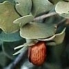 Jojoba Natural