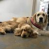 Direct Vet Services