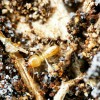 The Termite Trackers