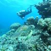 Scuba IQ