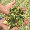 Grevillia AG