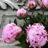 Flower Delights Gawler Barossa Florist