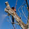 Brisbane Tree Removals
