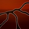 Aboriginal Art