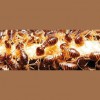 Termite Tech