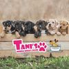 Tani's Mobile Doggy Wash