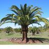Plantation 2000