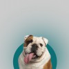Wembley Veterinary Hospital