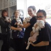 Vetfriends Chatswood