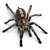 Pest Control Adelaide