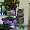 Maleny Veterinary Services