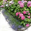 Brenlissa Online Nursery