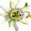Natural Art By Rebecca Grace