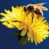 Ackland Pest & Weed Control