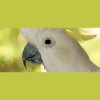 Brisbane Bird Vet