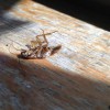 Matthew Lynch Pest Control