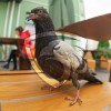 AFPP-Australian Feral Pest Protection