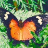 Anna Cain Clinical Psychologist