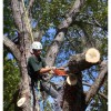The Adelaide Tree Surgery