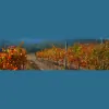 Wimmera Hills Winery