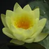 Meditation In Sydney