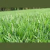 I Love Turf