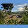 Sue Meli Landscape Designs