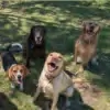 Apple Street Kennels
