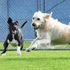Bayside Pet Centre
