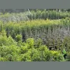 Teven Valley Plants