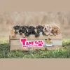 Tani's Mobile Doggy Wash