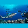 Mike Ball Dive Expeditions