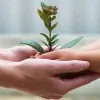 Present Mind Psychology