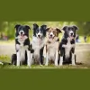 Dog Walkers Eastern Suburbs
