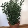 Great Lakes Indoor Plant Hire