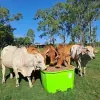 Cattle King Agricultural Services