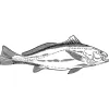 Castaway Estuary Fishing Charters