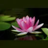 The Lotus Rooms