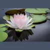 Active Healing
