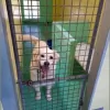 Northern Suburbs Pet Chalet