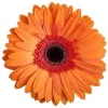 Narooma Massage 4u