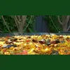 Elena's Paella