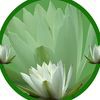 The Floating Lily