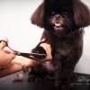 Dogs Empire